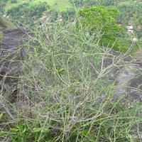 Cynanchum viminale (L.) L.